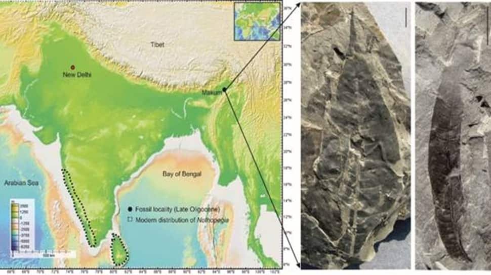 1773046-fossil-leaf-assam.jpg