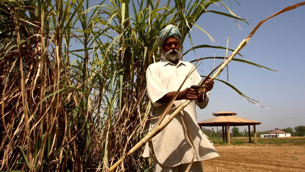 2-0-73722027-SUGARCANE-3C-0_1681397779056_1752765614469.jpg