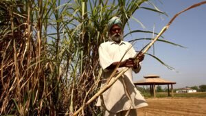 2-0-73722027-SUGARCANE-3C-0_1681397779056_1752765614469.jpg
