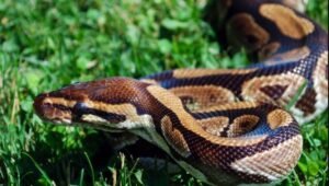 Africa-Bell-Python.jpg