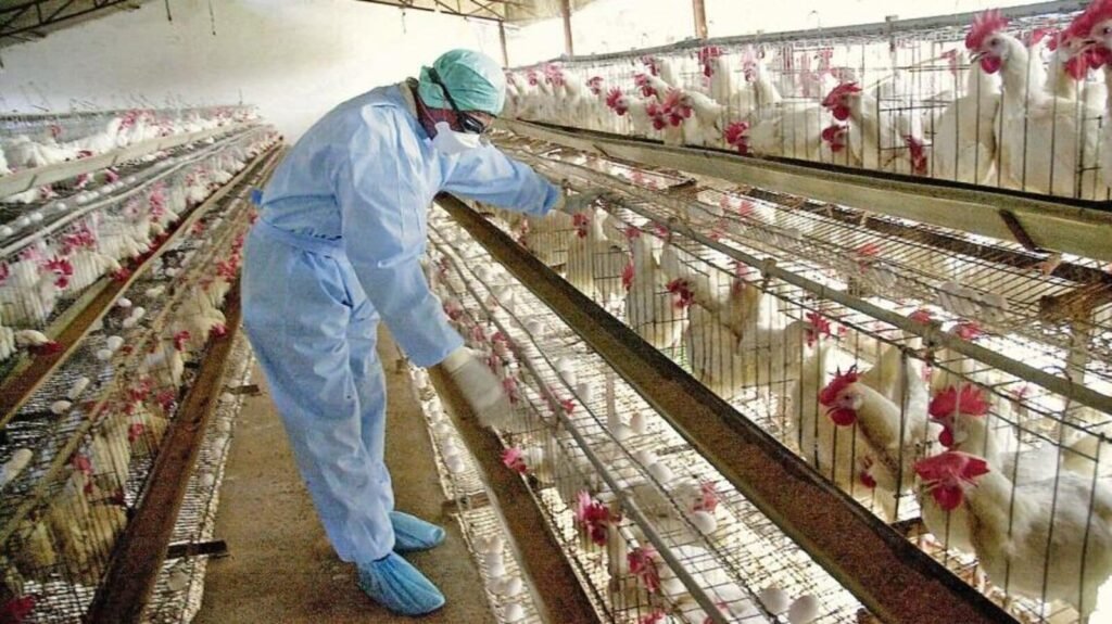 Bird_flu_1753896645166_1753896645318.jpg