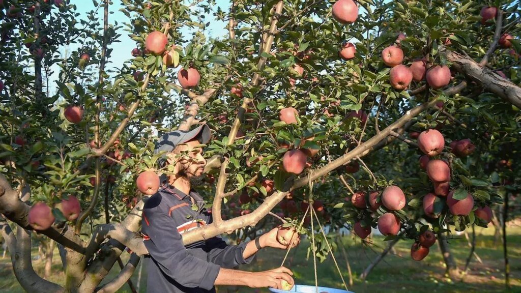 IMG_Standalone__Apple_ha_1_1_JEA9RDFJ.jpg