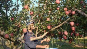 IMG_Standalone__Apple_ha_1_1_JEA9RDFJ.jpg
