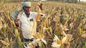 Kharif-2025-updGIUEJPB9T.4.jpg.jpg