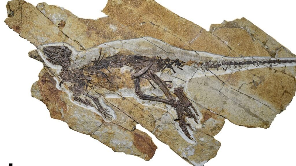 Pulaosaurus_cropped-1200x675.jpg