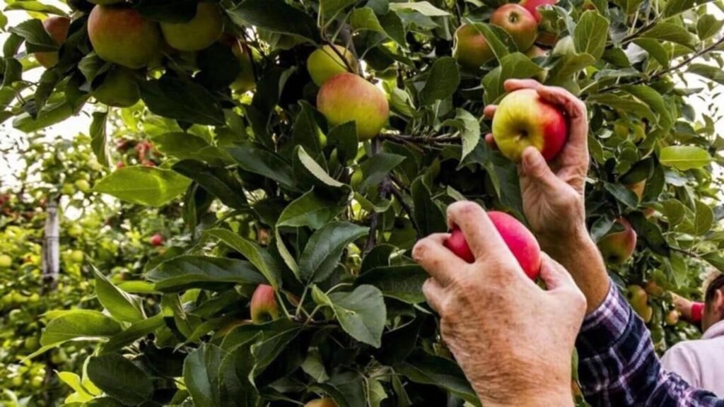 The-apple-industry-in-Himachal-Pradesh-is-estimate_1752591662132_1752591672810.jpg