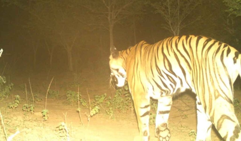 Tiger-4.jpg