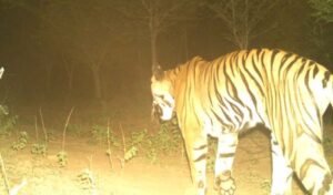 Tiger-4.jpg