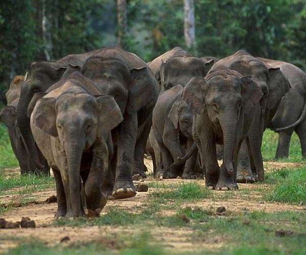 borneo-elephant-herd-marker-hg.jpg