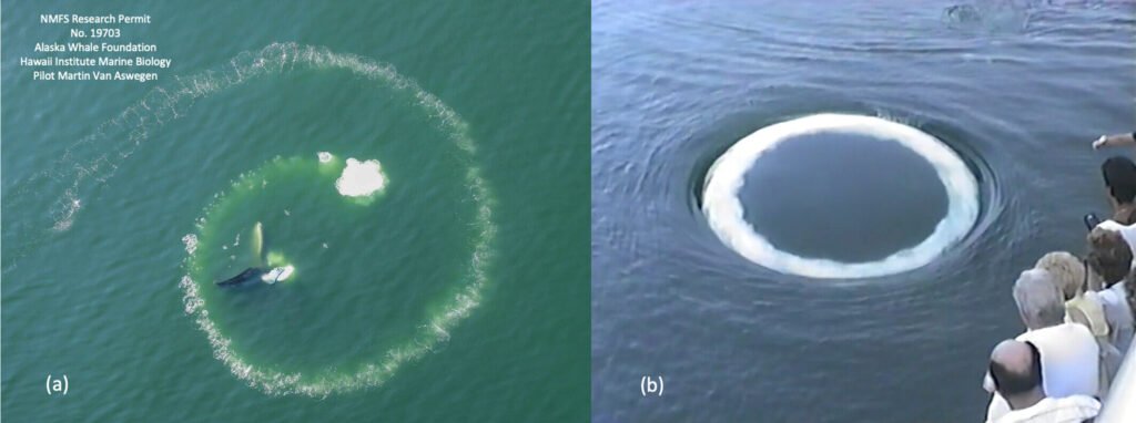 curious-humpback-whale.jpg