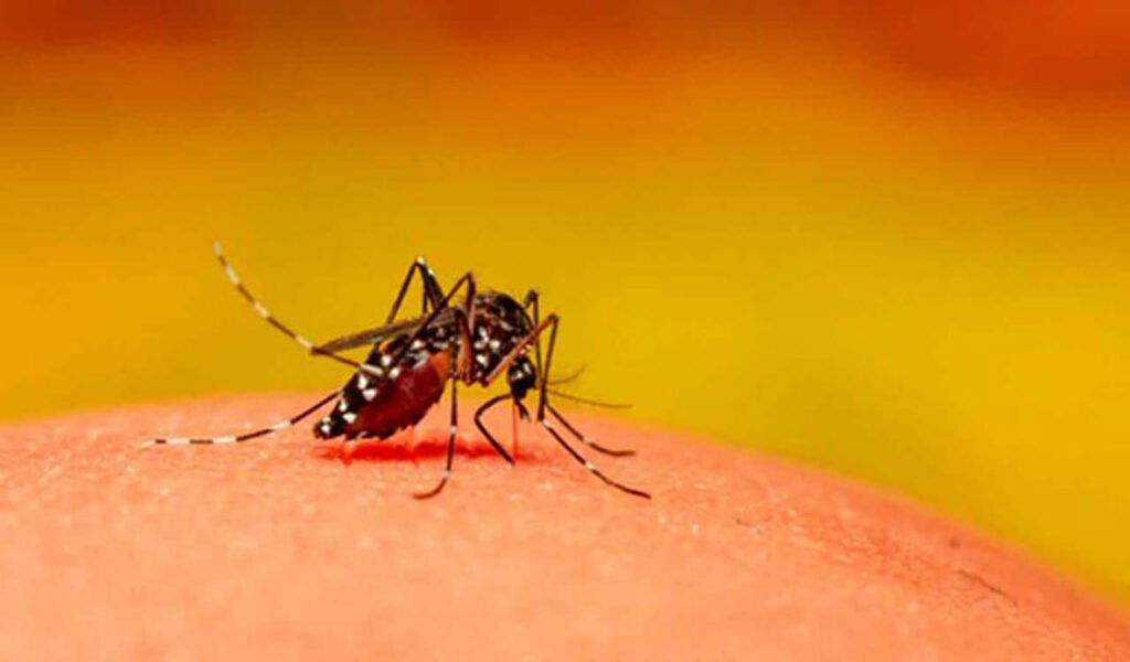 dengue1.jpg