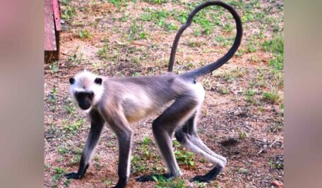 langur-456x267-1.jpg