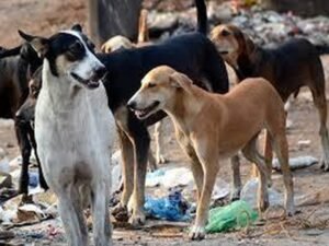 1845335-straydog.jpg