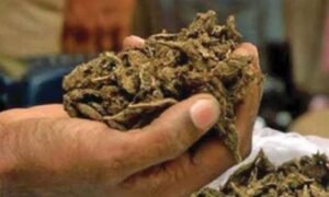 1891338-ganja.jpg