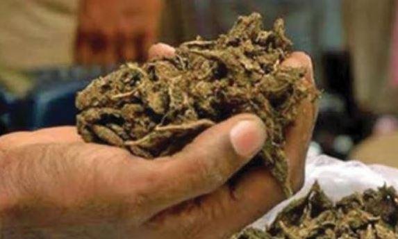 1891338-ganja.jpg
