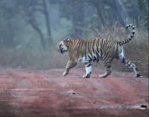 1931079-tiger-in-amrabaad-tiger-reserve.jpg