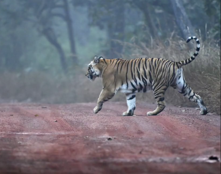 1931079-tiger-in-amrabaad-tiger-reserve.jpg