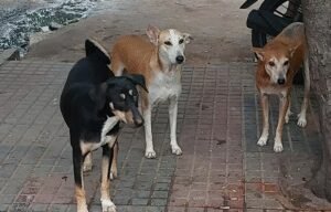 1947354-dogs.jpg