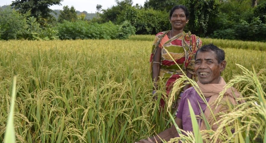 1948830-a-tribal-couple-is-in-all-joy-after-seeing-bumber-paddy-crop.jpg