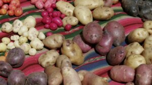 2025-08-01T110143Z_1038305847_RC2AYFAFCRSW_RTRMADP_3_SCIENCE-POTATO.JPG