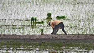 20250621-MAM-GP-MN-Paddy-Sowing-Standalone-01-09-0_1756360897855_1756360917720.jpg