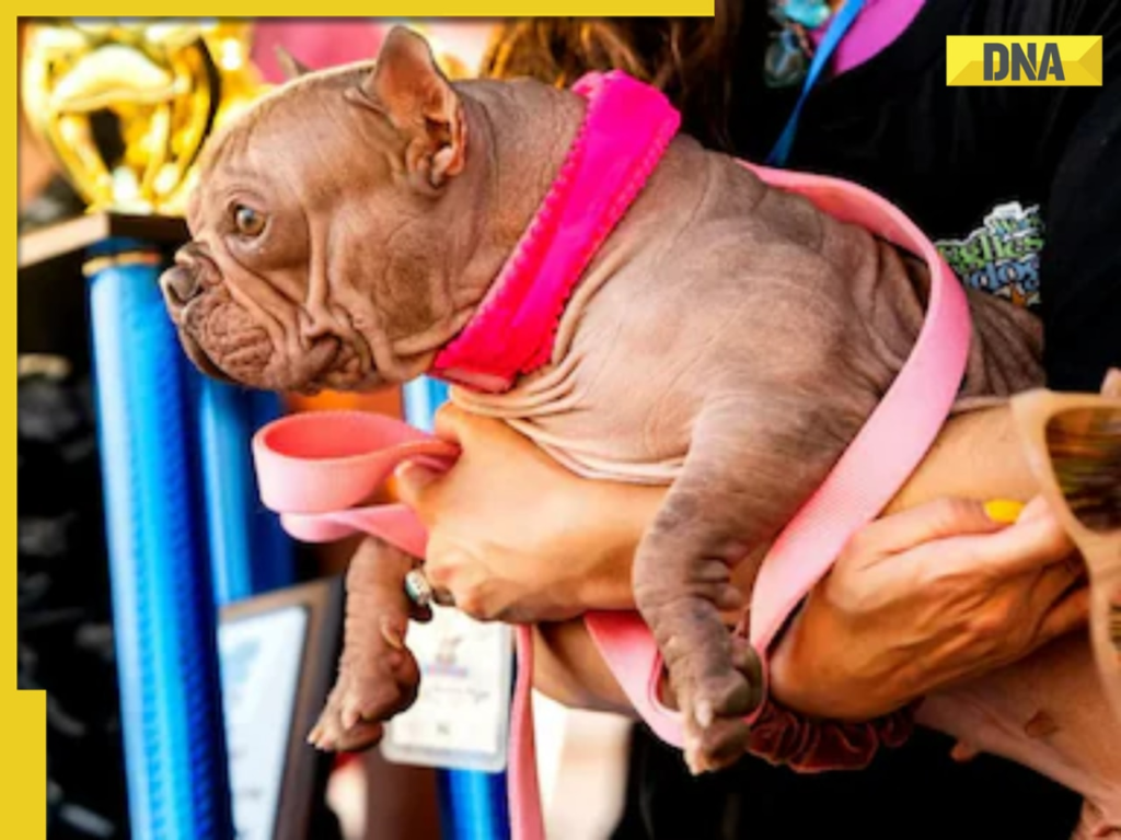 2718382-petunia-dog.png