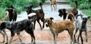 5-year-old-Kalahandi-boy-mauled-by-stray-dogs-dies.jpg