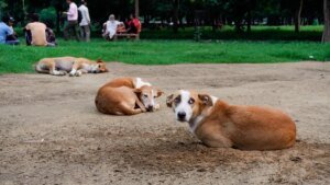 6744_15_8_2025_11_58_15_1_STRAY_DOGS01.JPG