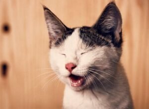 Cat.jpg