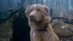 GOOD-BOY-Still-3.jpg