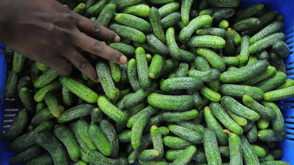 Gherkin_34.jpg