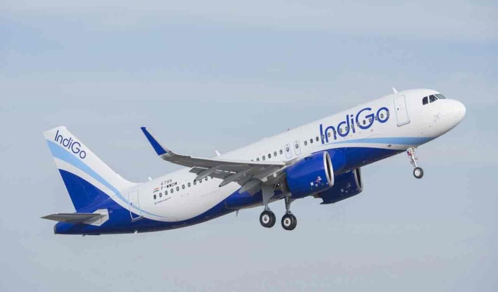 Indigo-1.jpg