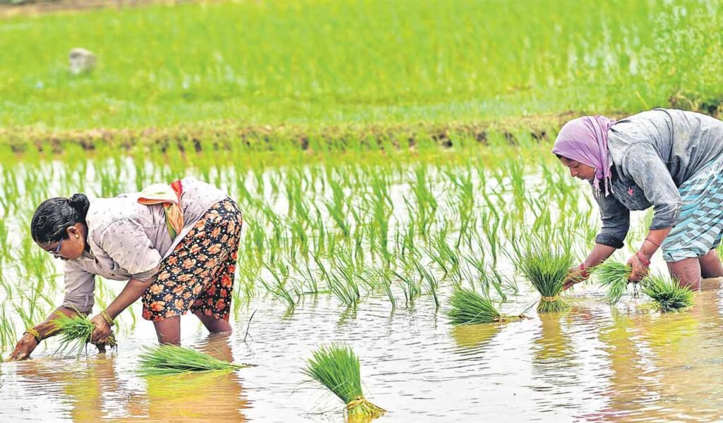 Kharif-crop-1.jpg