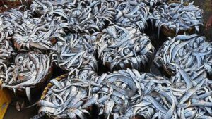 Marine-FisherieGV4ELAFV6.4.jpg.jpg