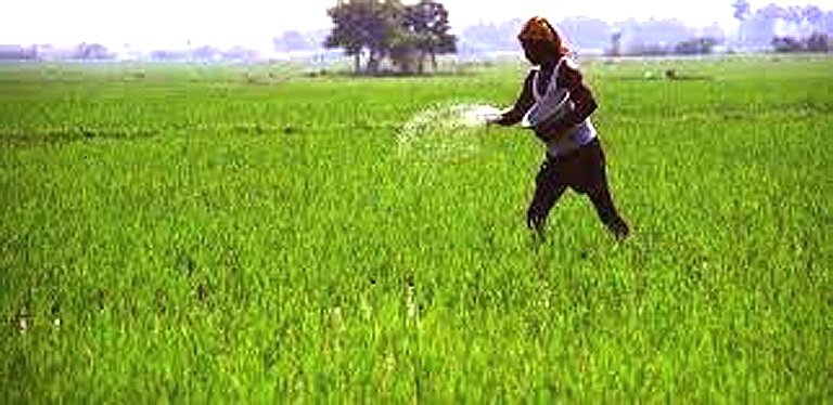 Urea-black-marketing-adds-to-woes-of-Sambalpur-farmers-1.jpg