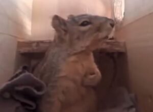 Viral-video-Viral-Trending-Twitter-Animal-Cat-Dog.jpg
