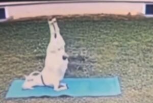 Viral-video-Viral-Trending-Twitter-Goat-Funny.jpg