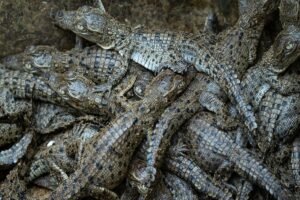 baby-crocs.jpg