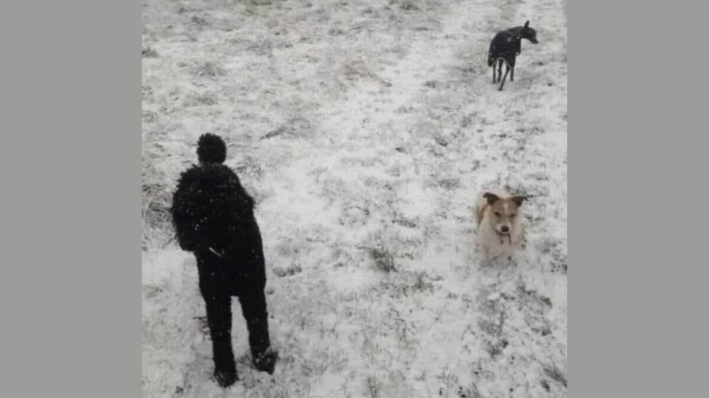 dog_optical_illusion_1754224771140_1754224784985.png
