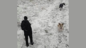 dog_optical_illusion_1754224771140_1754224784985.png