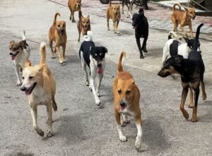 dogs.jpg