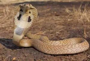 snake-1468045394_835x547.jpg
