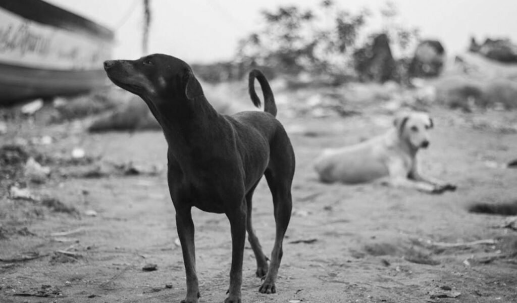 stray-dog-file.jpg
