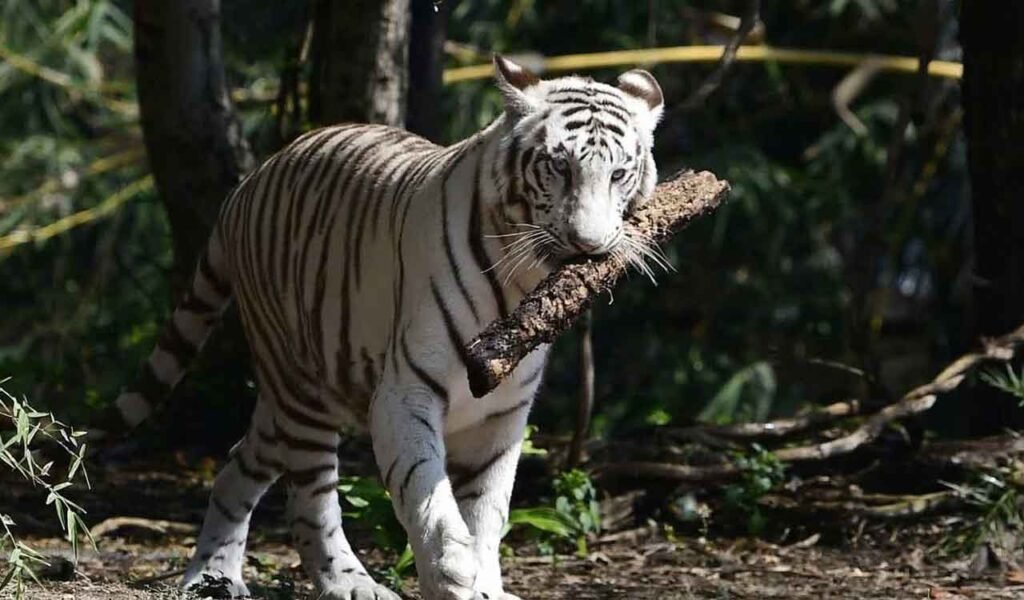 tiger-1.jpg