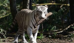 tiger-1.jpg