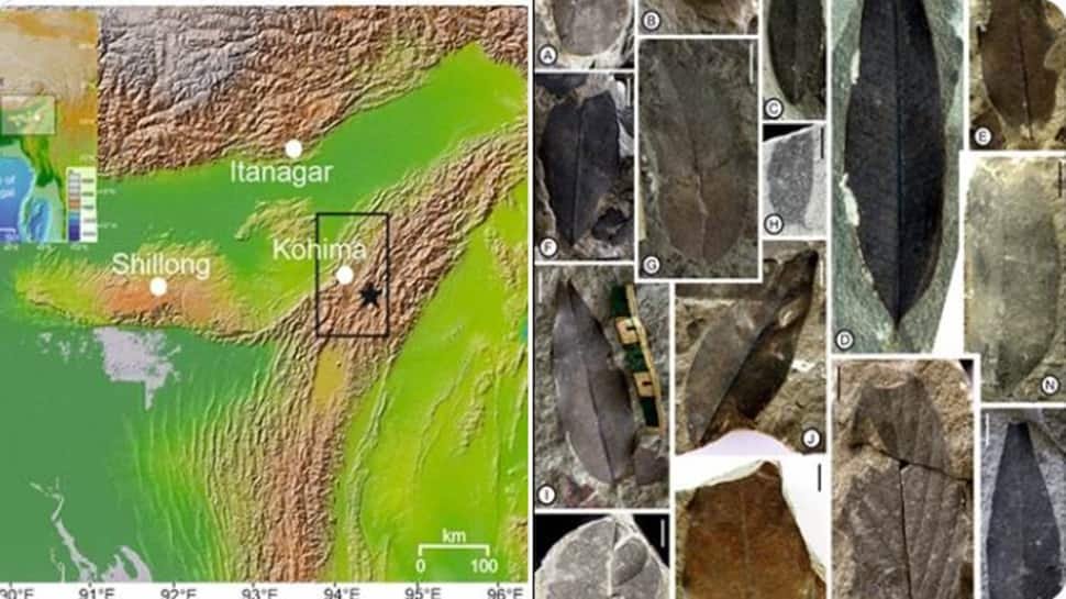 1825983-fossil-leaves-nagaland.jpg