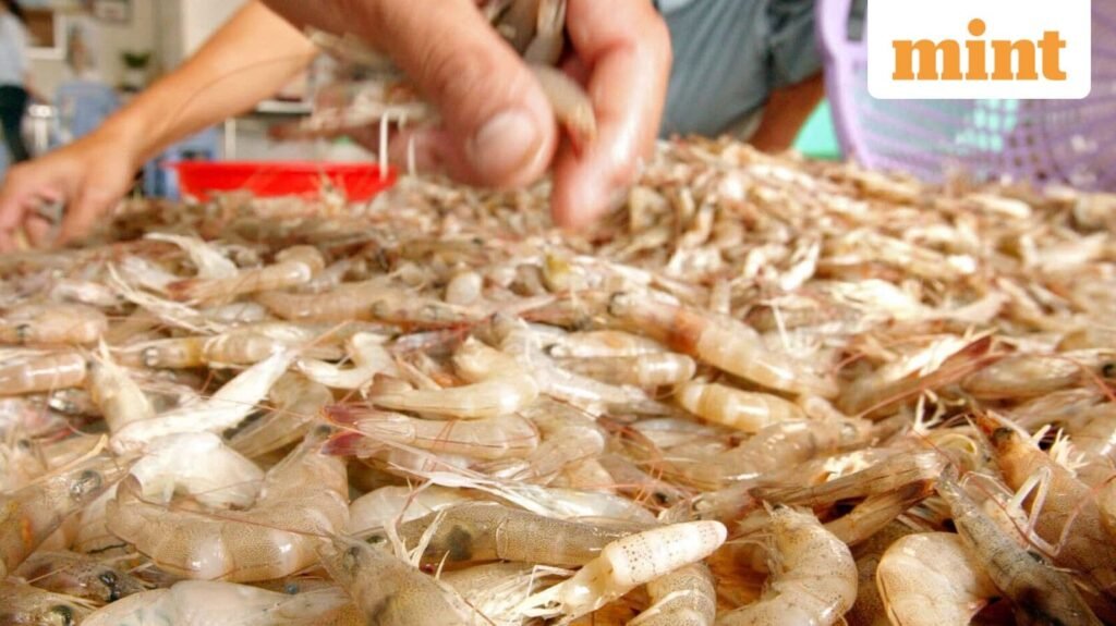 2-0-101973173-SHRIMP-3C-0_1681386746240_1758637126085.jpg