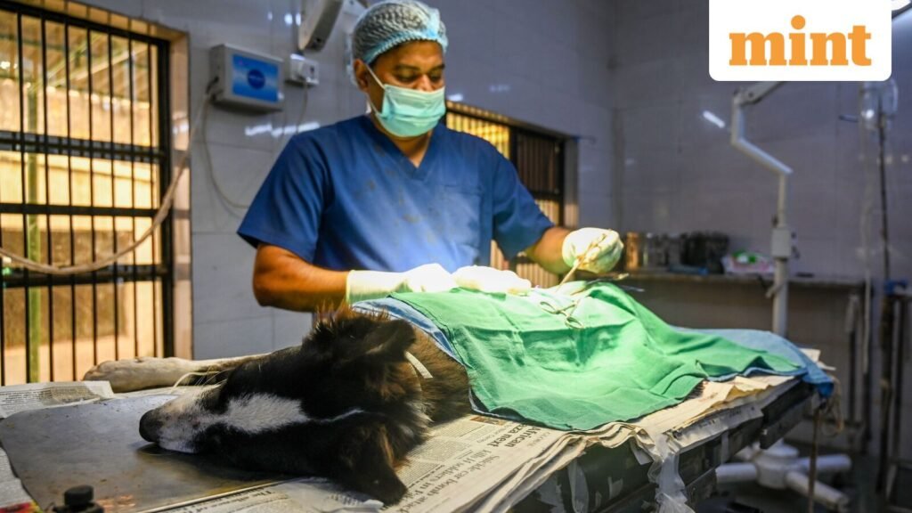 20250822-DNO-SGH-MN-StrayDogSterilisation-016-0_1755871728728_1758897010974.jpg