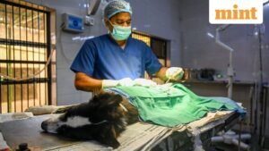 20250822-DNO-SGH-MN-StrayDogSterilisation-016-0_1755871728728_1758897010974.jpg