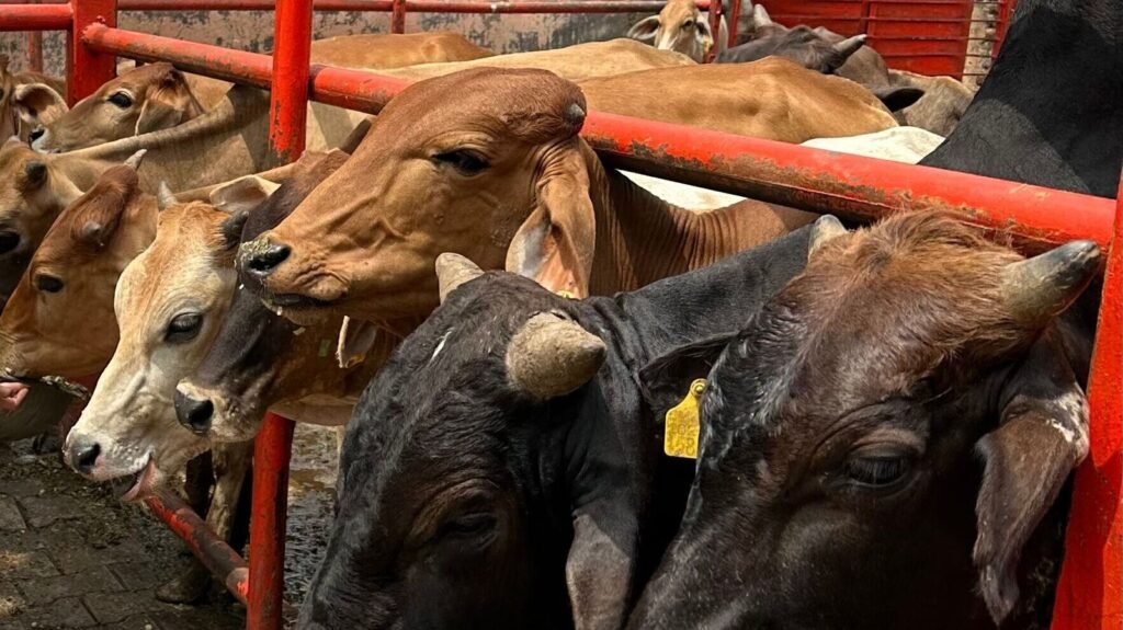COW_1757933080867_1757933112923_1757933228336_1757936085560.jpg